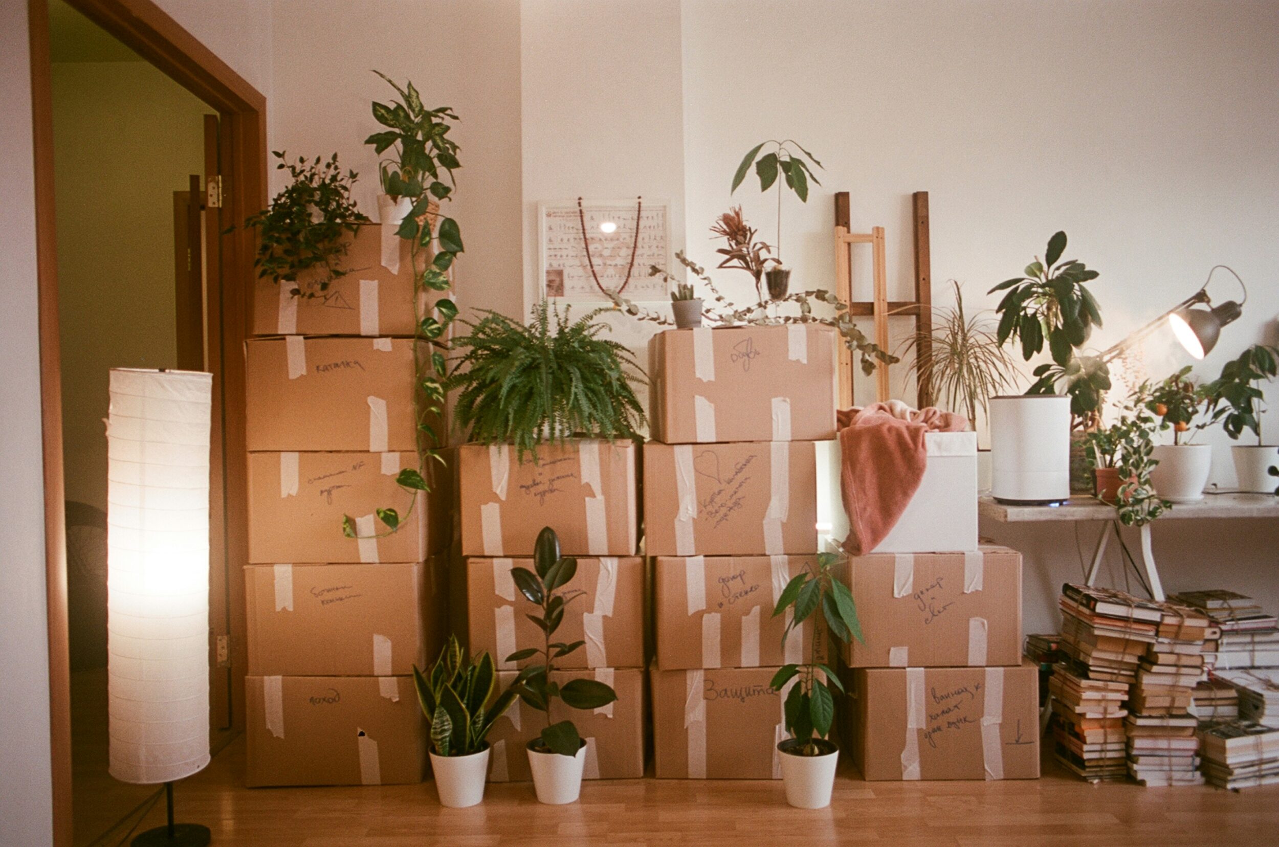 Room filled with neatly stacked packed boxes and plants.