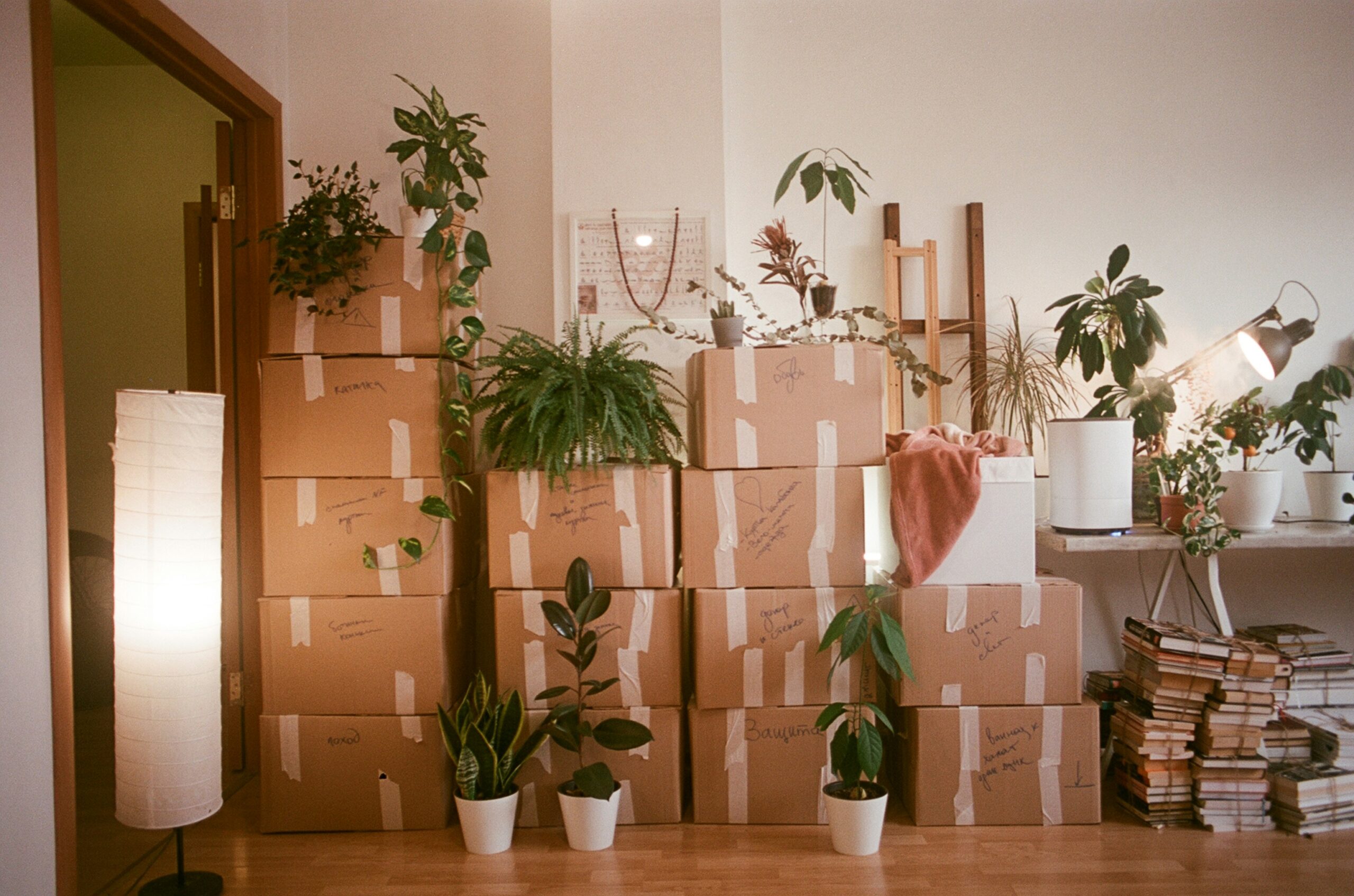 Room filled with neatly stacked packed boxes and plants.