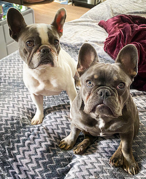 french bulldogs - frenchies