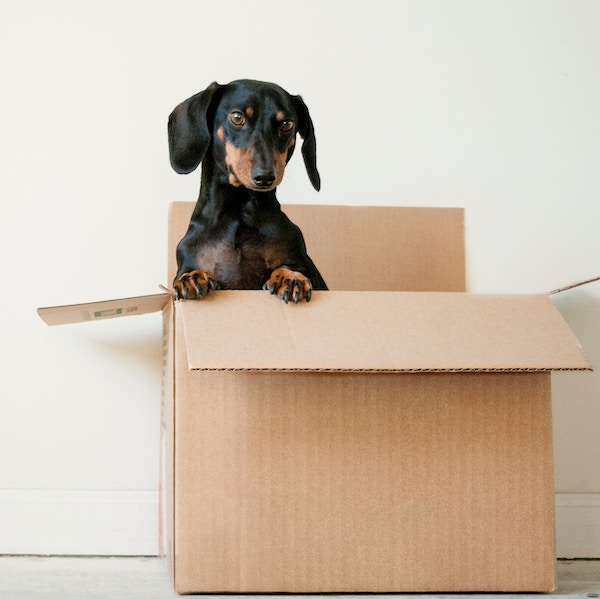 How Can A Professional Organizer Help Me Move?